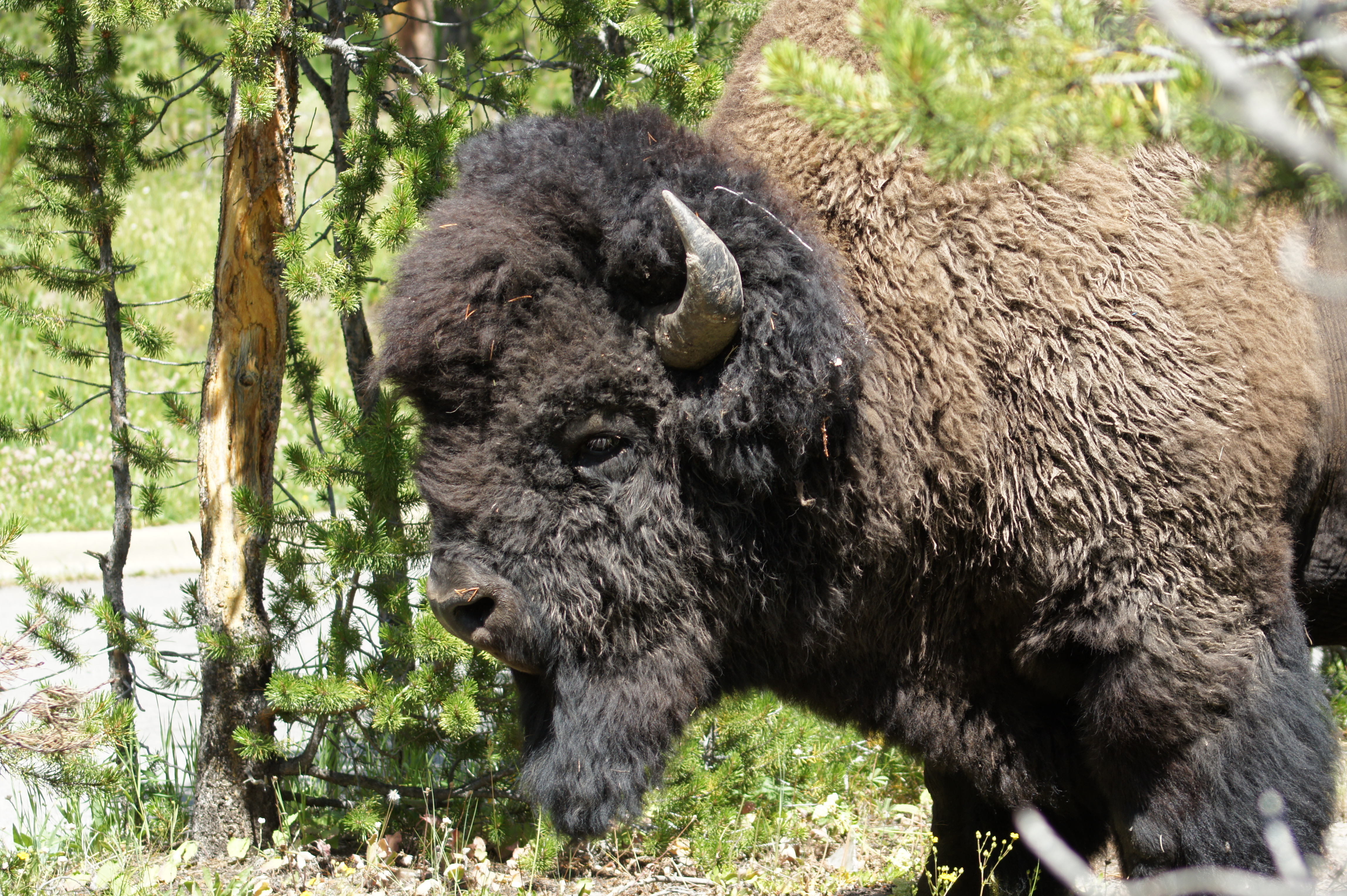 Un bison sur la Route de Yellowstone...
