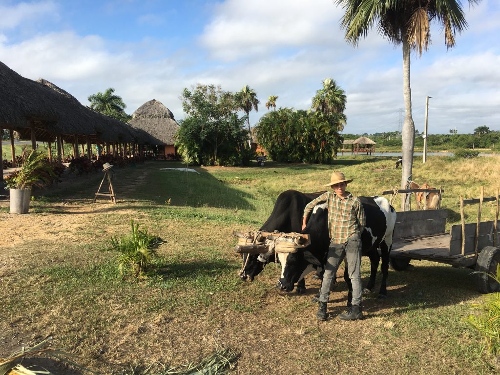 Dans la campagne cubaine...