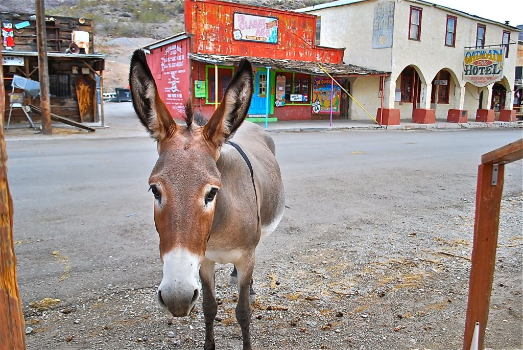 Les ânes d'Oatman