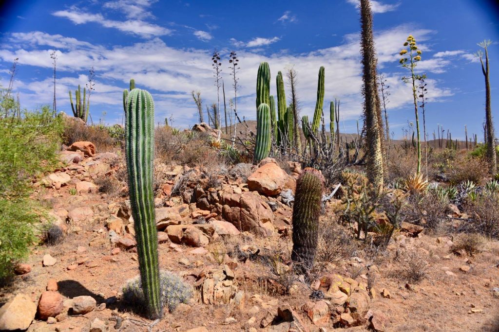 Forêt de cactus
