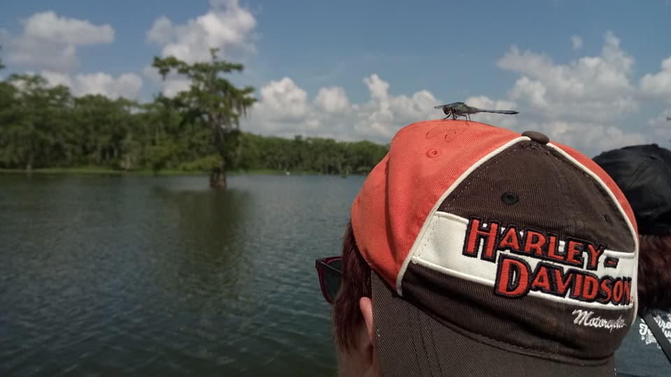 Libellule sur une casquette Harley Davidson