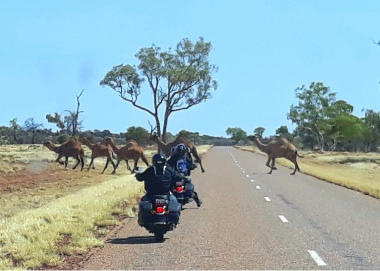 Une rencontre avec des dromadaires sur la route en Australie