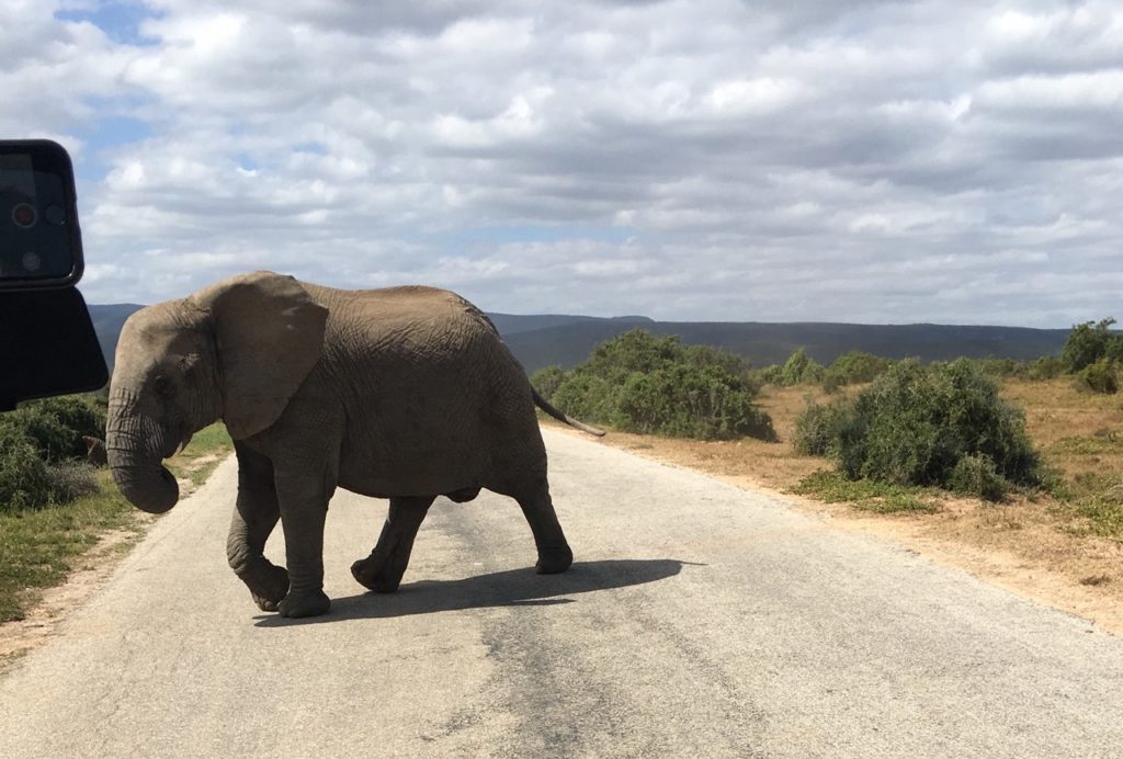 Un éléphant sur le chemin