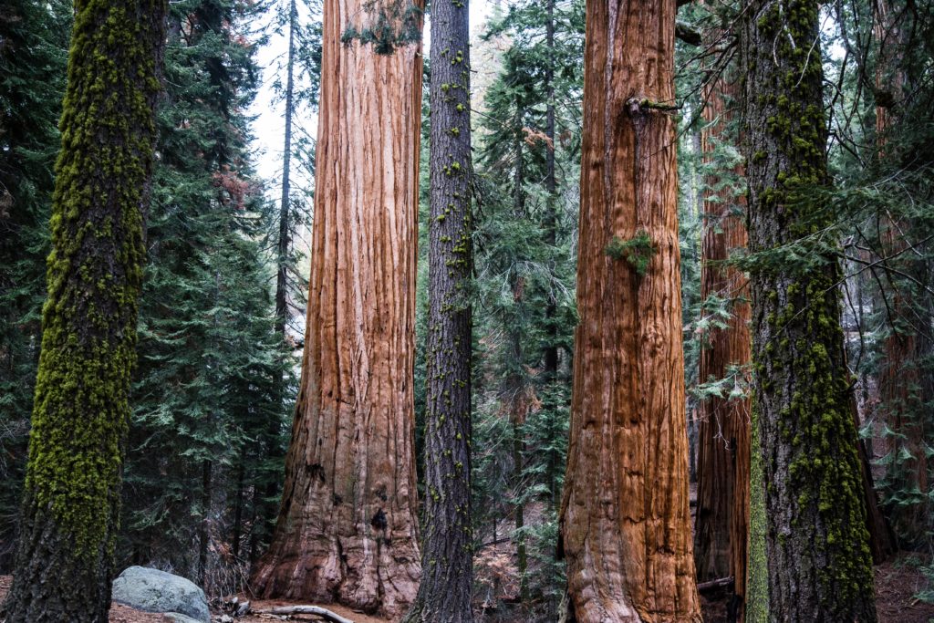 Les séquoias géants de Mariposa Grove