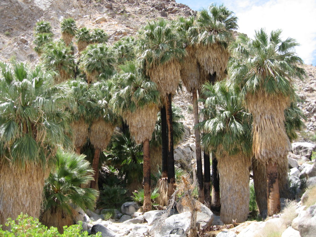 Fortynine Palm Oasis