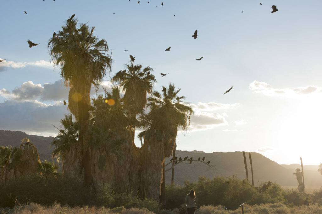 joshua tree