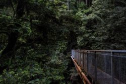 Parcours dans les arbes à Otway Fly