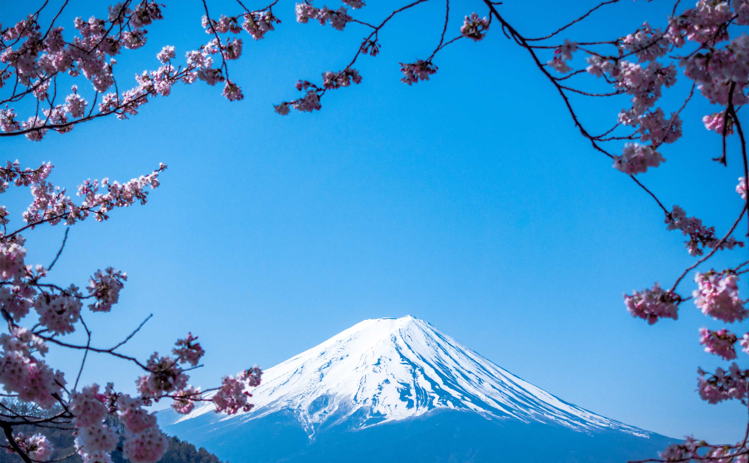 Mont Fuji entouré de fleurs de cerisiers