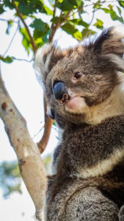Un Koalas dans ses branches
