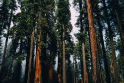 Sequoias National Park