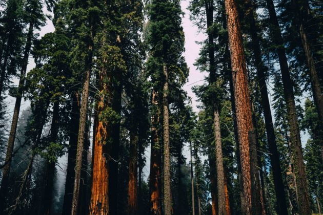 Sequoias National Park