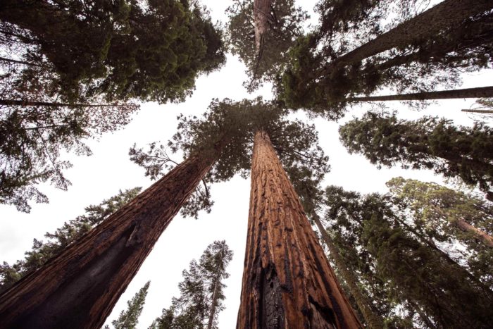 Les séquoias vus de haut