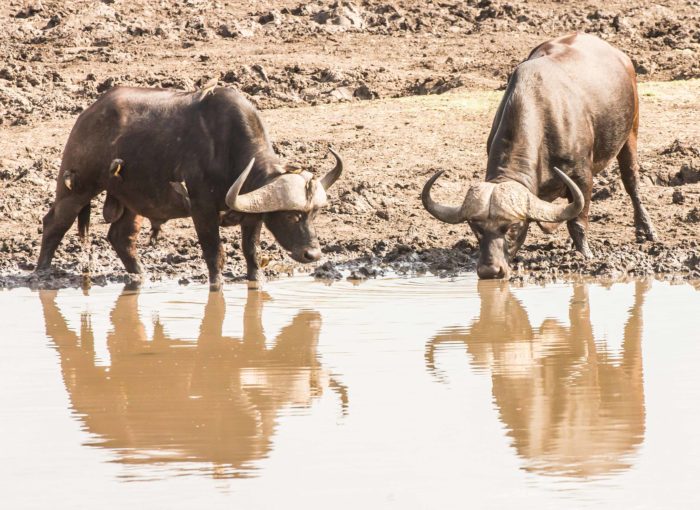 Des buffles s'abreuvant au Kruger National Park