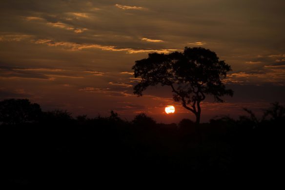 Le Kruger Park au coucher du soleil