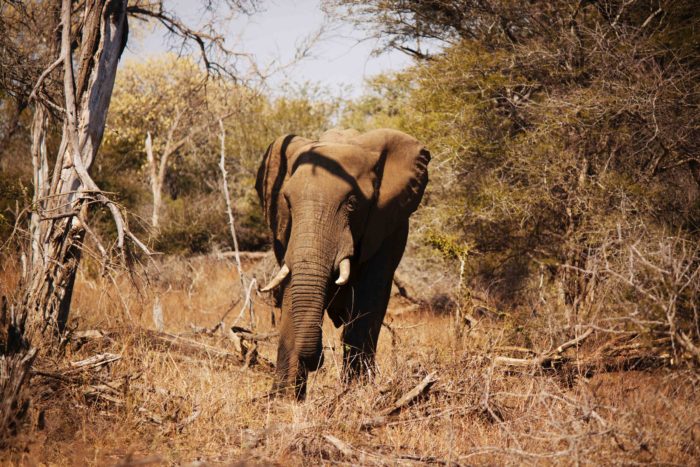 Elephant au Kruger national park