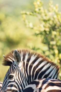 Un zèbre au coeur du Kruger National Park